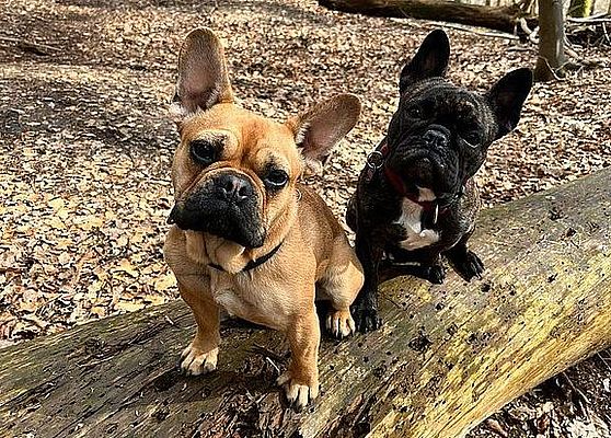Der große BdSt-Vergleich der Hundesteuer in NRW Der große BdSt-Vergleich der Hundesteuer in NRW