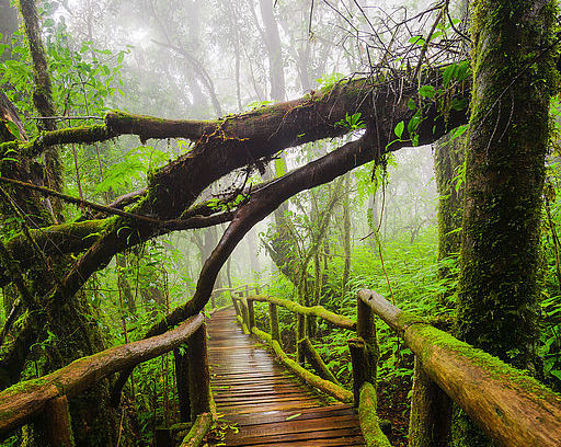 Ang Ka Natur Trail, Doi Inthanon National Park, Thailand