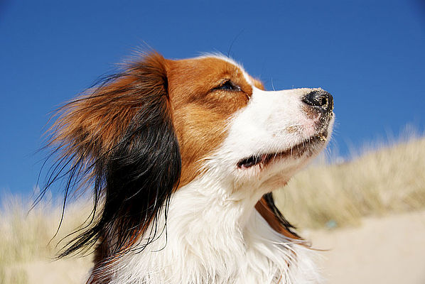 Hundesteuer abschaffen! Hundesteuer abschaffen!