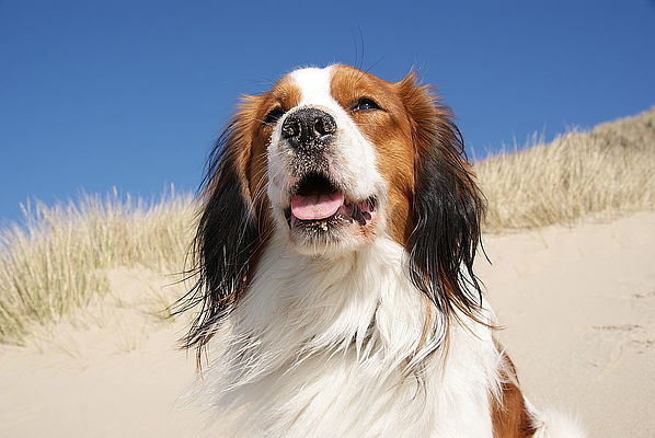BdSt-Hundesteuervergleich 2024 für NRW BdSt-Hundesteuervergleich 2024 für NRW