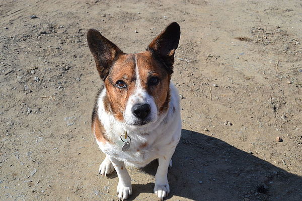 Vollzugsdefizit bei der Hundesteuer