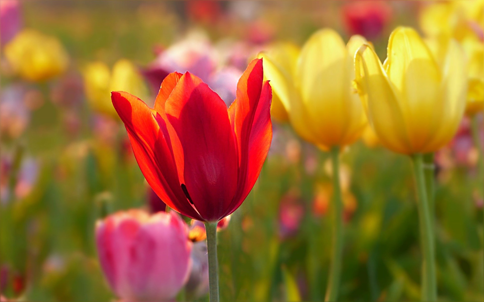 Zu sehen ist ein Feld mit bunten Tulpen